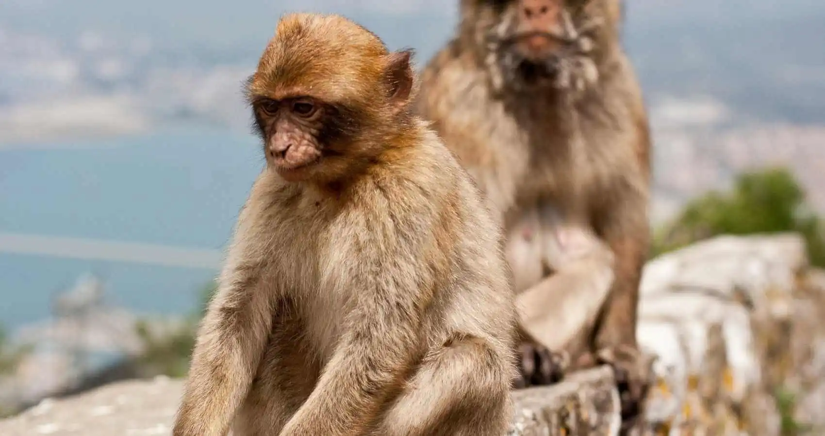 monkeys gib